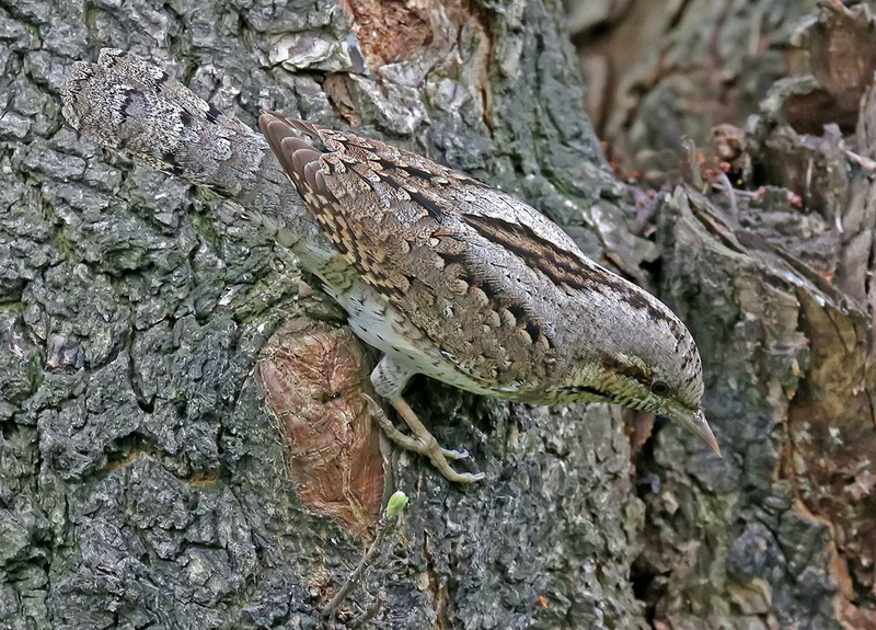 Вертишейка