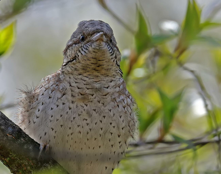 Вертишейка