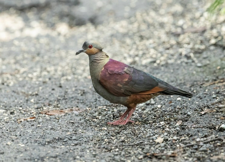 Широкохохлый земляной голубь