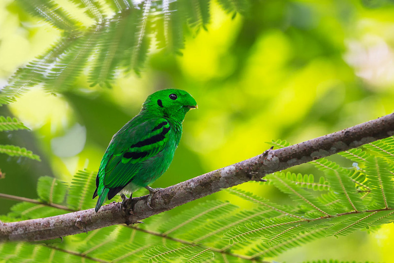 Малый зелёный рогоклюв или зелёная калиптомена