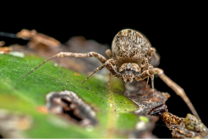 Uloborus plumipes – паук из семейства Пауков-улоборидов