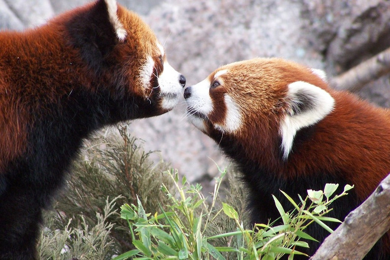 Малая панда или красная панда