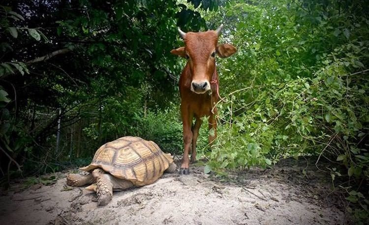 дружба коровы и черепахи