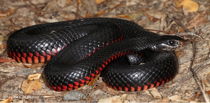Чёрная змея, или чёрная ехидна, или краснобрюхий чёрный аспид (Pseudechis porphyriacus)
