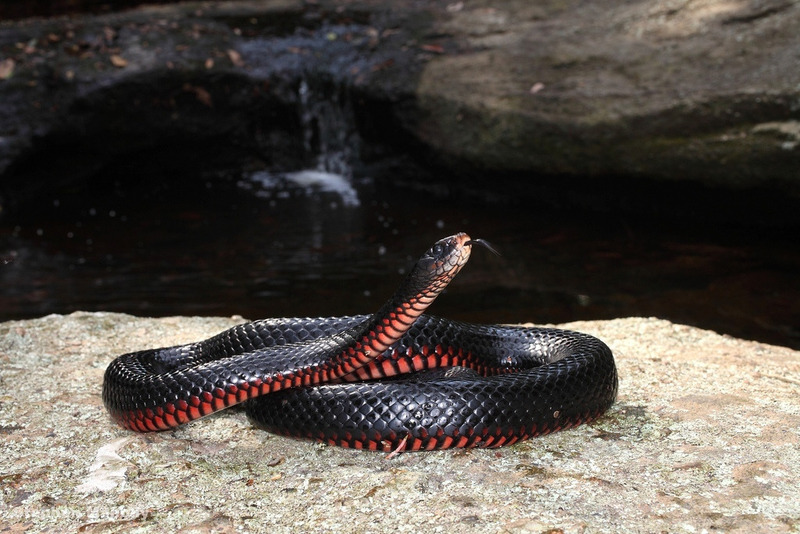Чёрная змея, или чёрная ехидна, или краснобрюхий чёрный аспид (Pseudechis porphyriacus)
