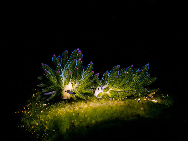 голожаберники