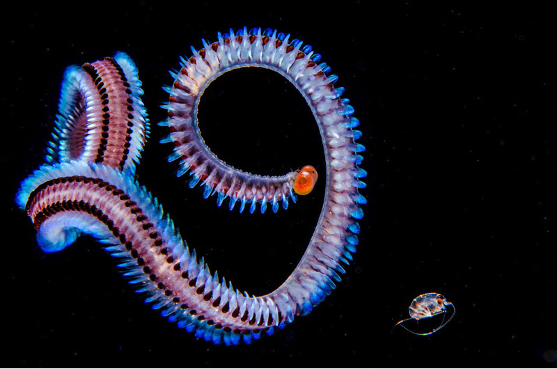 черви Alciopid worm