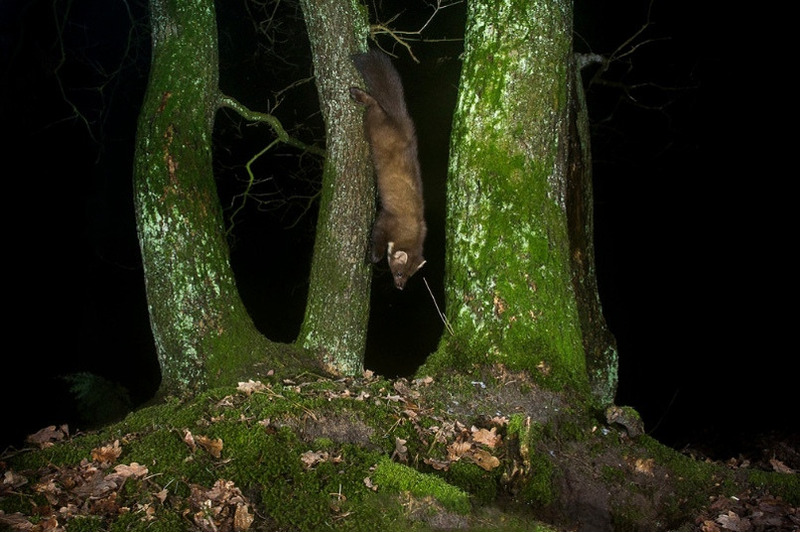 Лесная куница в ночном лесу