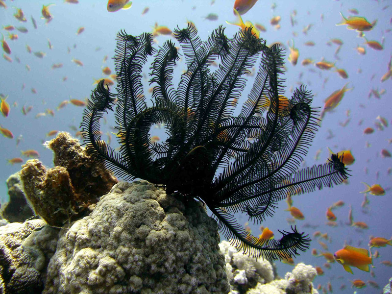 Морские лилии или криноидеи (Crinoidea)