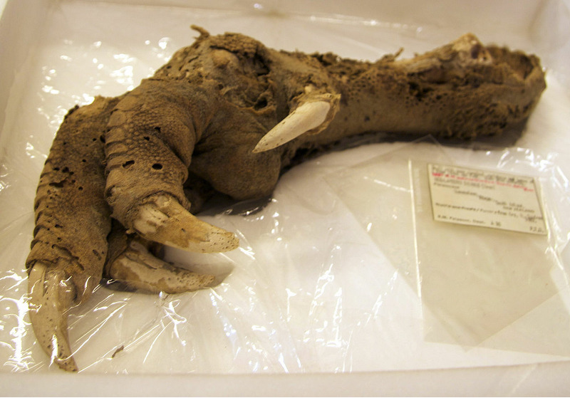 мумифицированная лапа моа, найденная во время экспедиции.