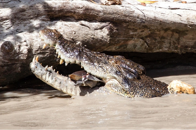 Гребнистый крокодил съел черепаху