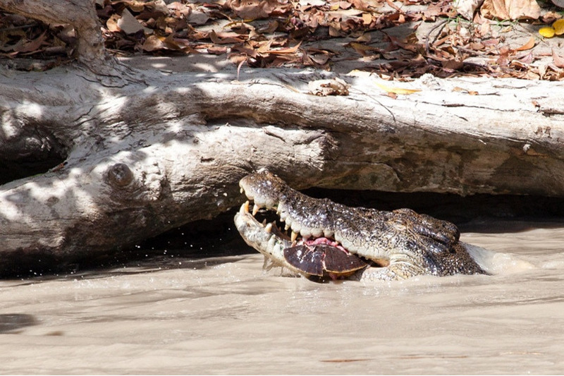 Гребнистый крокодил съел черепаху