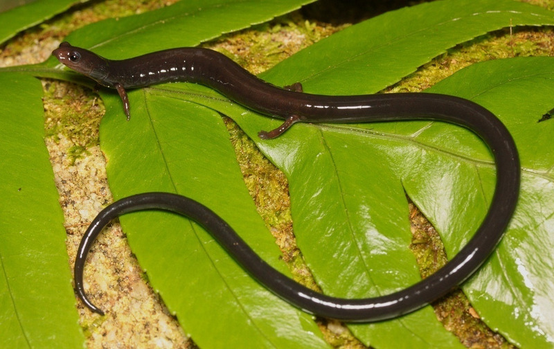 Безлёгочные саламандры