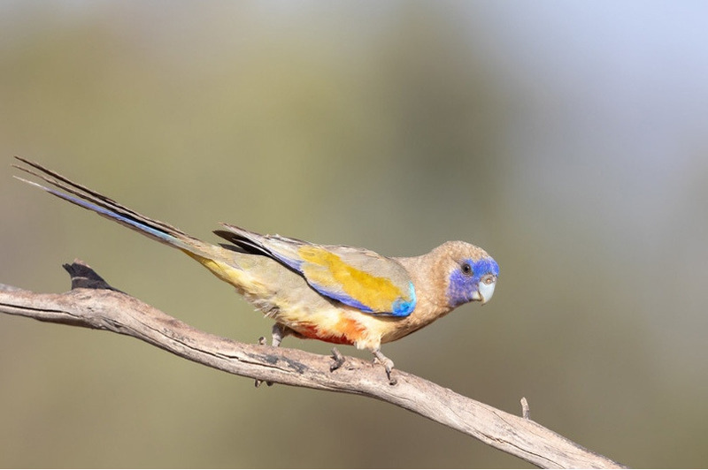 Кровавобрюхий плоскохвостый попугай или синеголовый попугайчик (Northiella haematogaster)