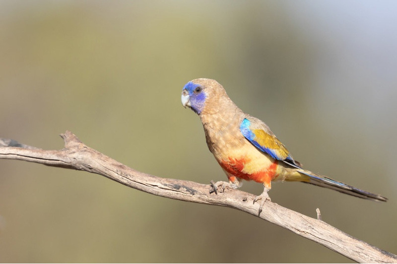 Кровавобрюхий плоскохвостый попугай или синеголовый попугайчик (Northiella haematogaster)