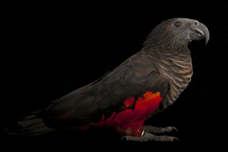 Орлиный попугай (Psittrichas fulgidus)