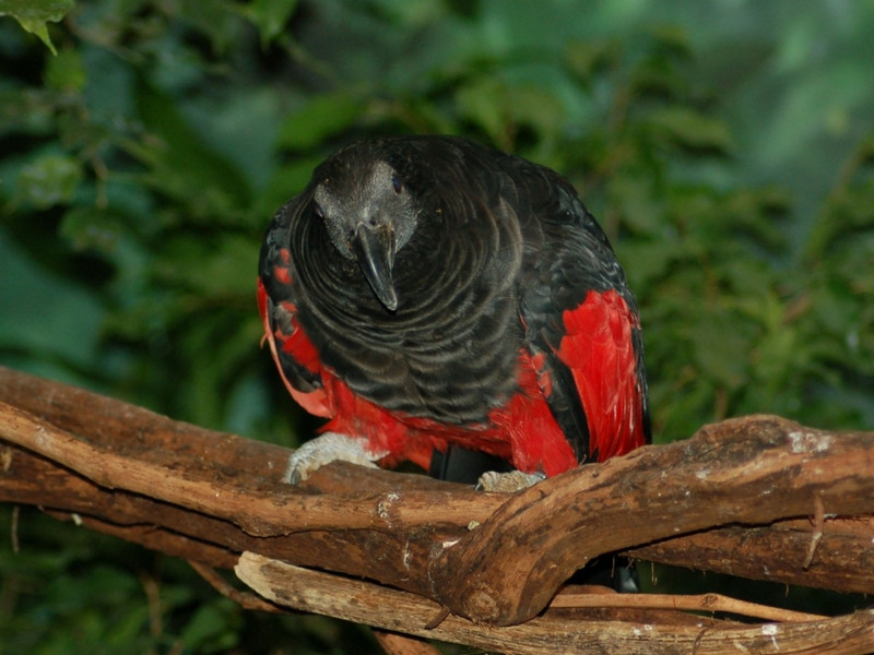 Орлиный попугай (Psittrichas fulgidus)