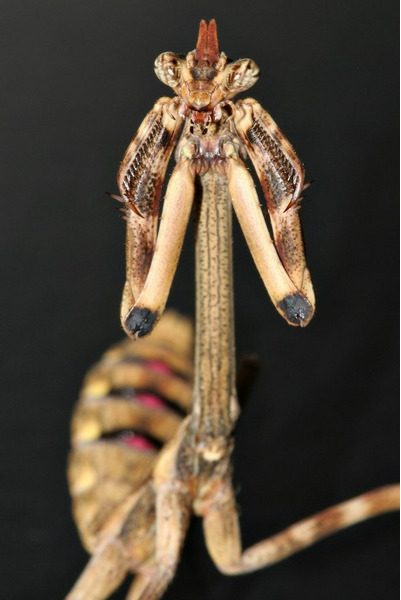Техасский богомол (Phyllovates chlorophaena)