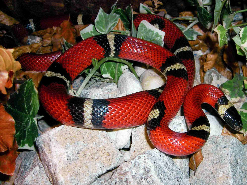 Синалойская королевская змея