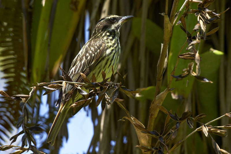 Полосатый пёстрый тиранн (Myiodynastes maculatus)