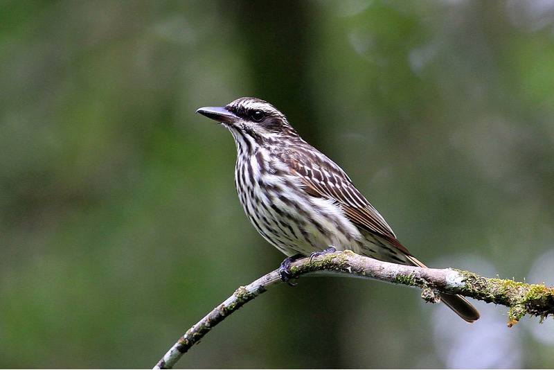 Полосатый пёстрый тиранн (Myiodynastes maculatus)