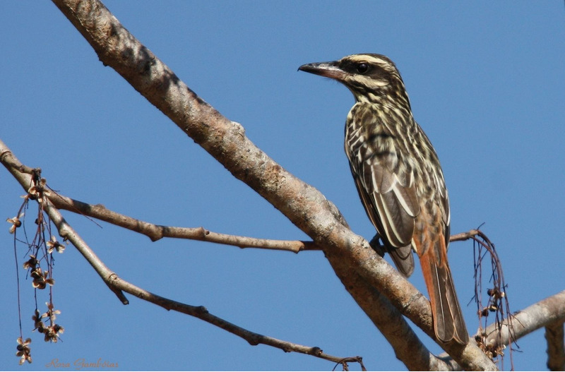Полосатый пёстрый тиранн (Myiodynastes maculatus)