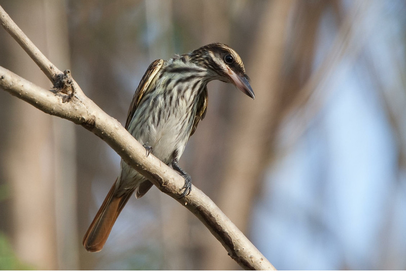 Полосатый пёстрый тиранн (Myiodynastes maculatus)