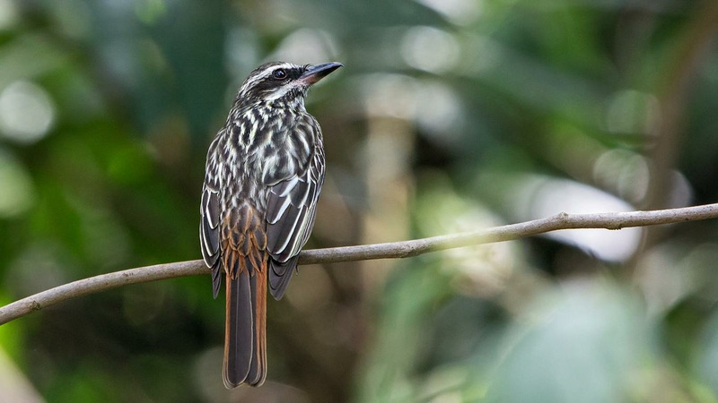 Полосатый пёстрый тиранн (Myiodynastes maculatus)