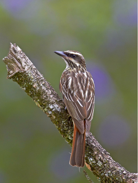 Полосатый пёстрый тиранн (Myiodynastes maculatus)