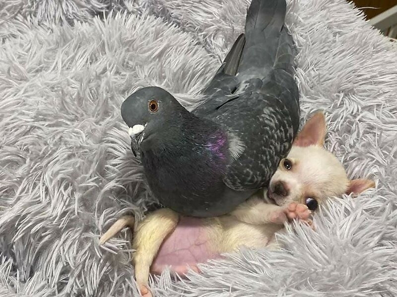 Трогательная дружба голубя и щенка
