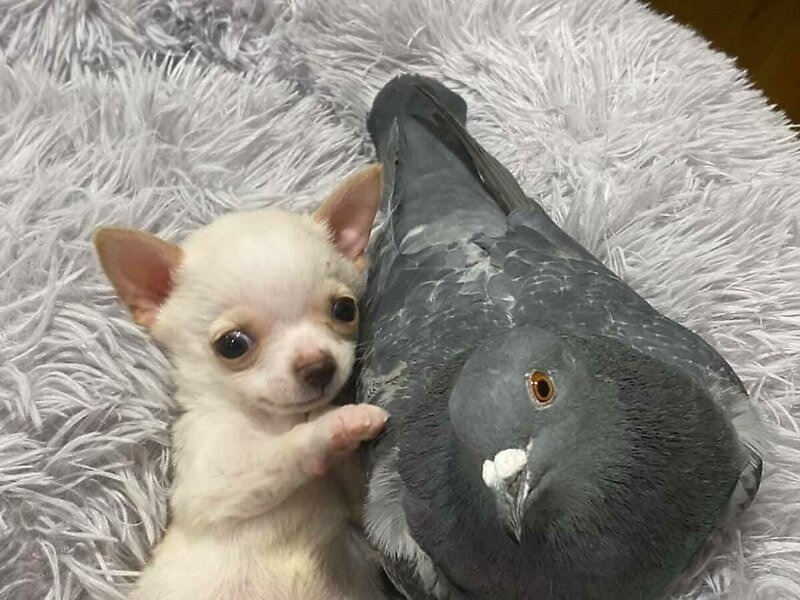 Трогательная дружба голубя и щенка