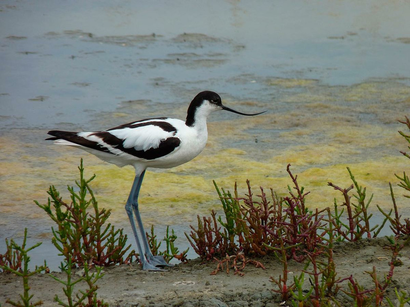 Шилоклювка (Recurvirostra avosetta)