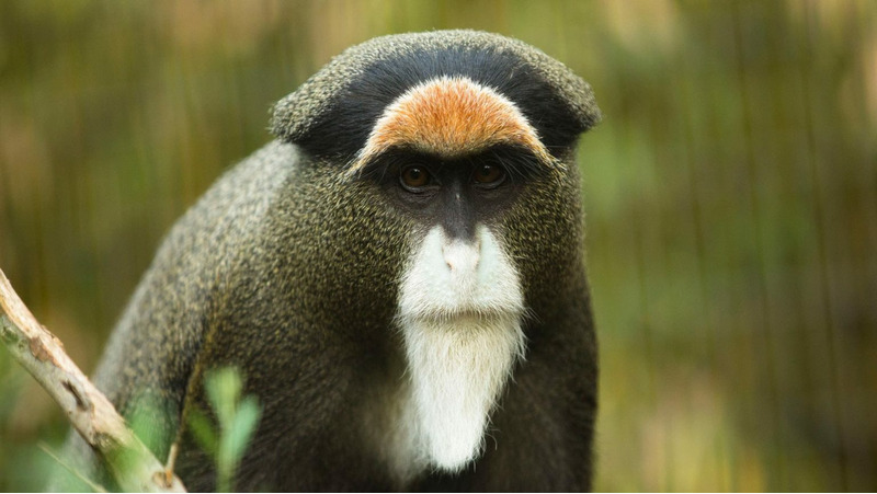 Мартышка Бразза (Cercopithecus neglectus)