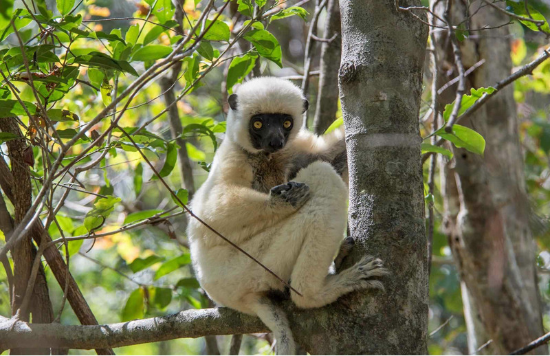 Сифака Ван-дер-Декена (Propithecus deckenii)