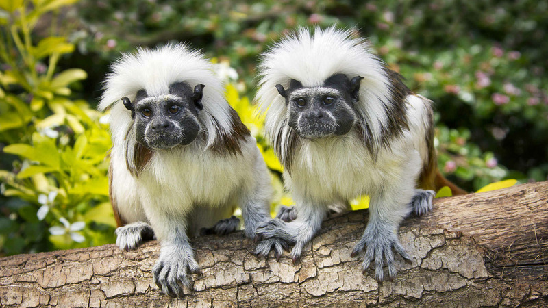 Тамарины или сагуины