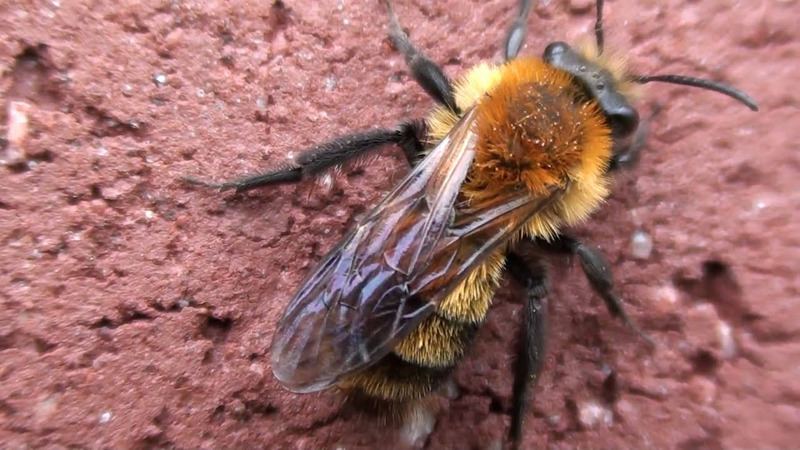 Пчелы Коллетиды (Colletidae)