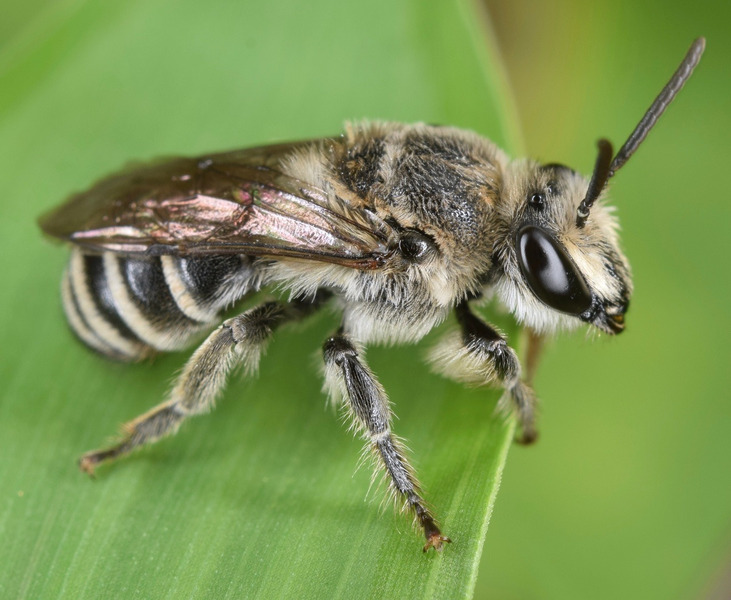 Пчелы Коллетиды (Colletidae)