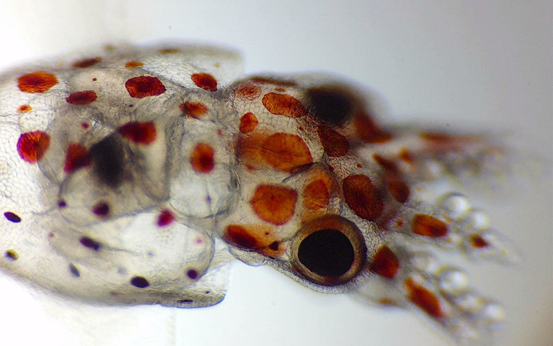 Новорожденная каракатицa