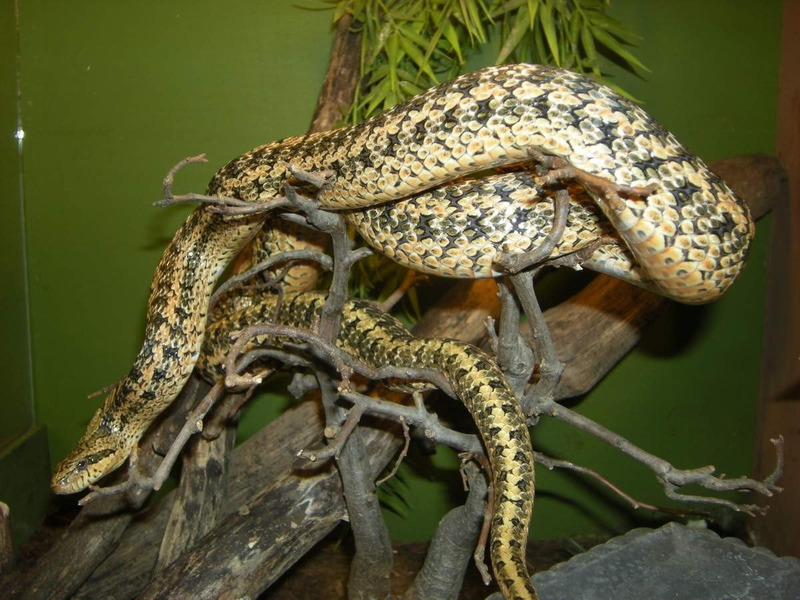 Узорчатый полоз (Elaphe dione)