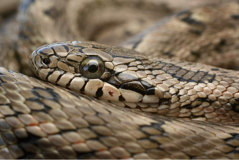 Узорчатый полоз (Elaphe dione)