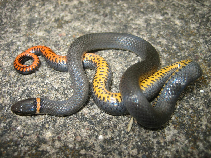 Точечная ошейниковая змея (Diadophis punctatus)