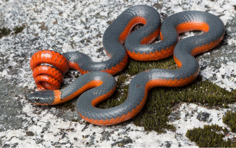Точечная ошейниковая змея (Diadophis punctatus)