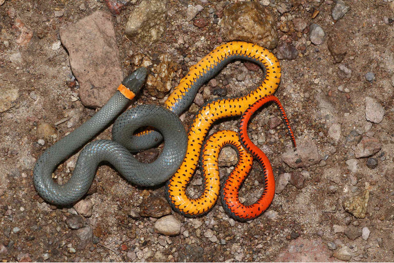 Точечная ошейниковая змея (Diadophis punctatus)