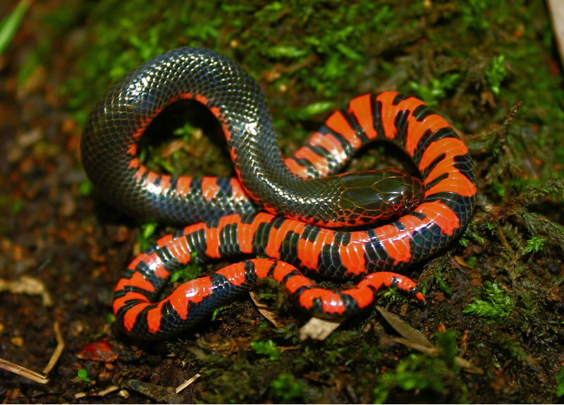 Иловая змея или роговая змея (Farancia abacura)
