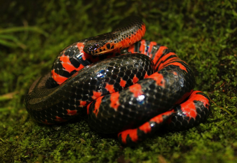 Иловая змея или роговая змея (Farancia abacura)