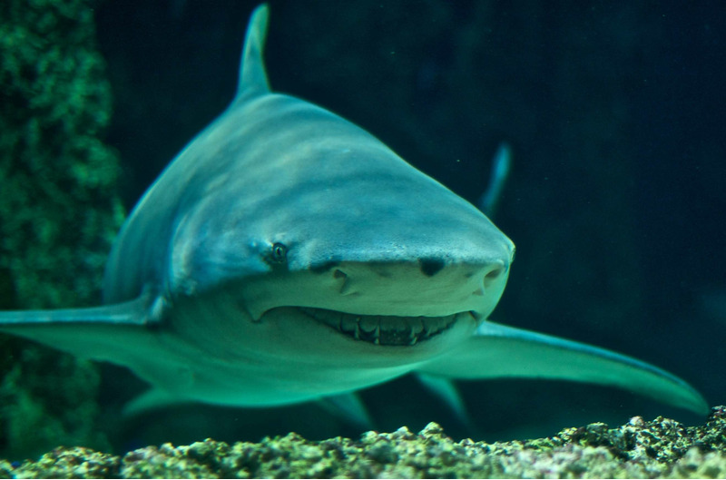 Мадагаскарская острозубая акула (Negaprion acutidens)