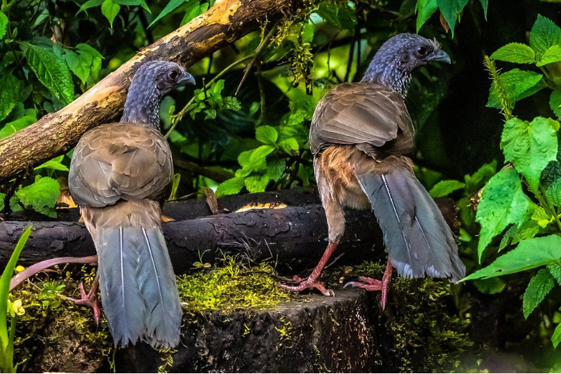 Колумбийская чачалака (Ortalis Columbiana)