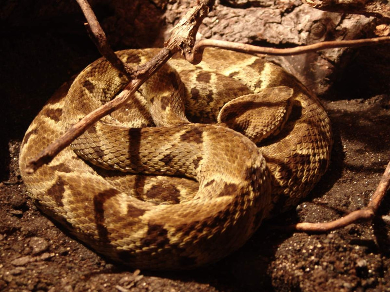 Кайсака или лабария (Bothrops atrox)