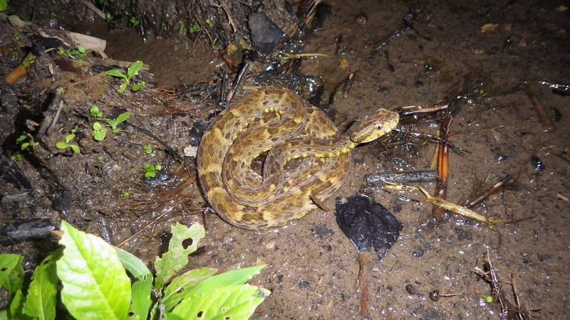Кайсака или лабария (Bothrops atrox)