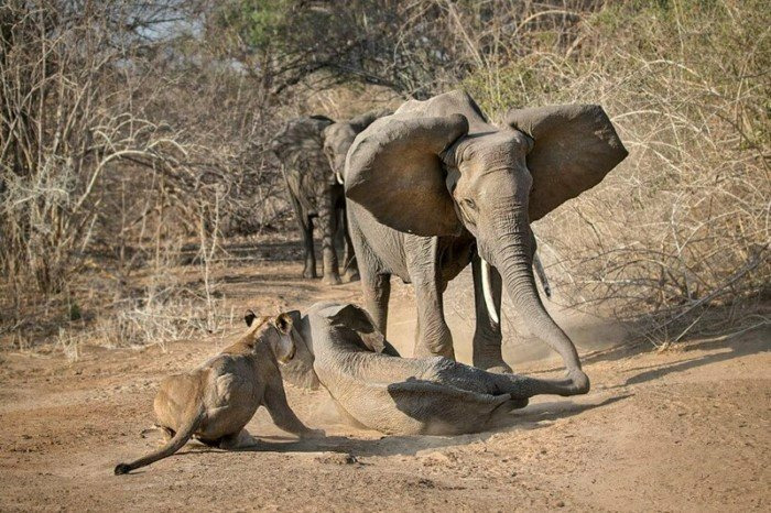 нападение львиц на слонёнка